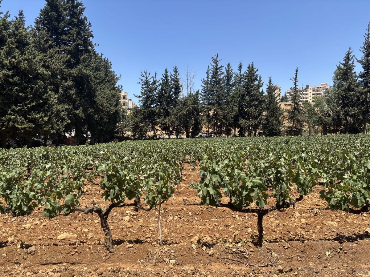 International city of vine and wine: A boost for tourism in Zahle