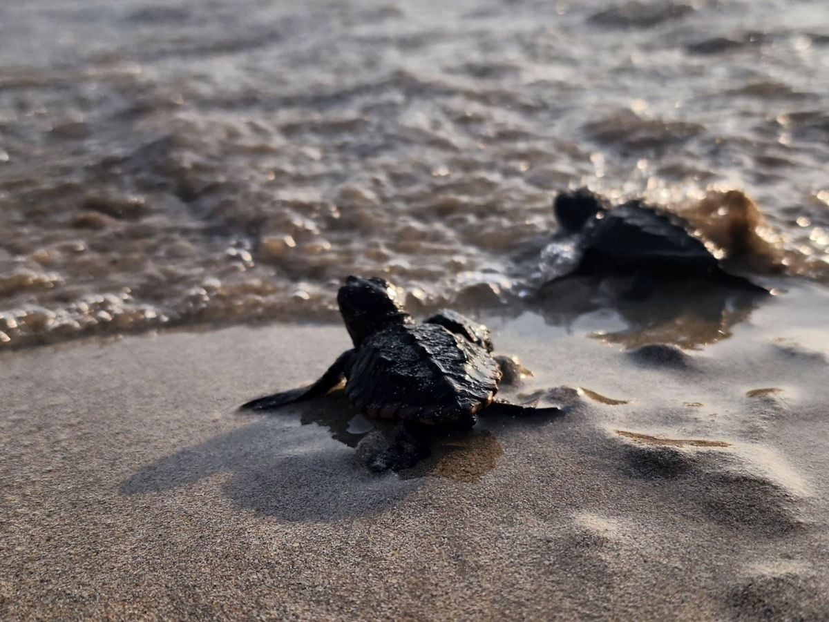 Dans la réserve naturelle de Tyr, la saison de ponte des tortues de mer a atteint « un pic »
