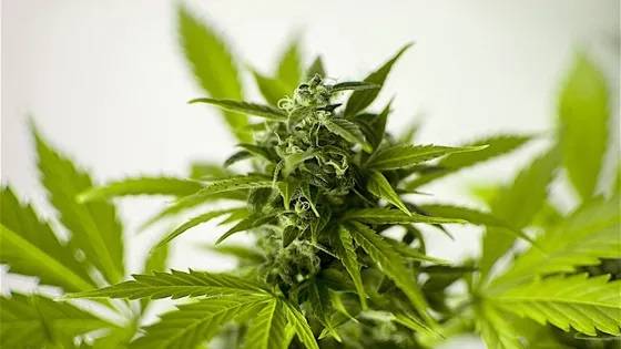 Army destroys cannabis fields in North Bekaa