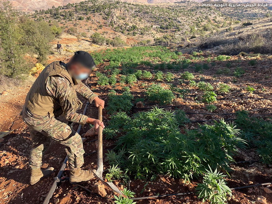 Army announces destruction of cannabis fields in Baalbeck region
