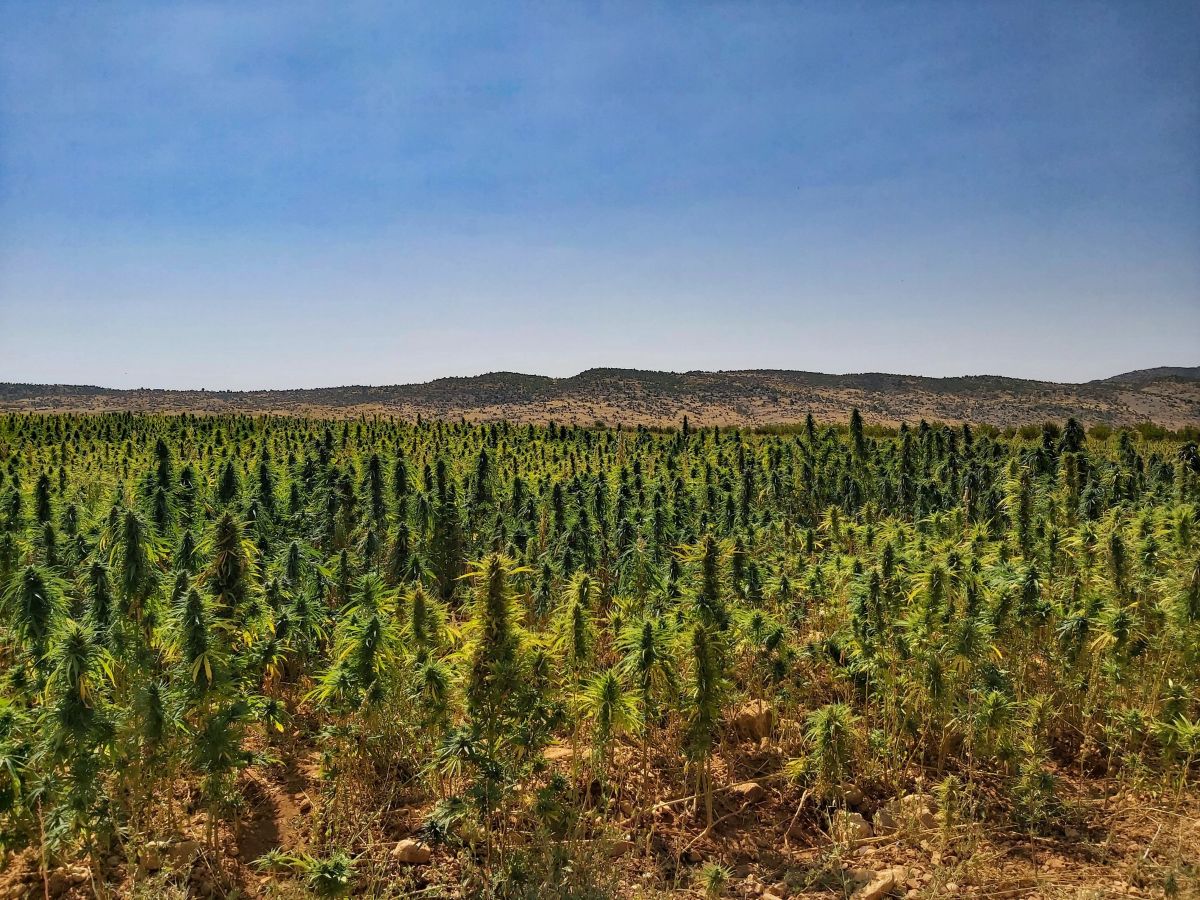 L'armée libanaise détruit un champ de plants de cannabis 