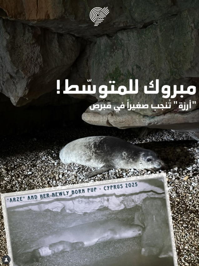 Arzeh, the Mediterranean monk seal, welcomes pup