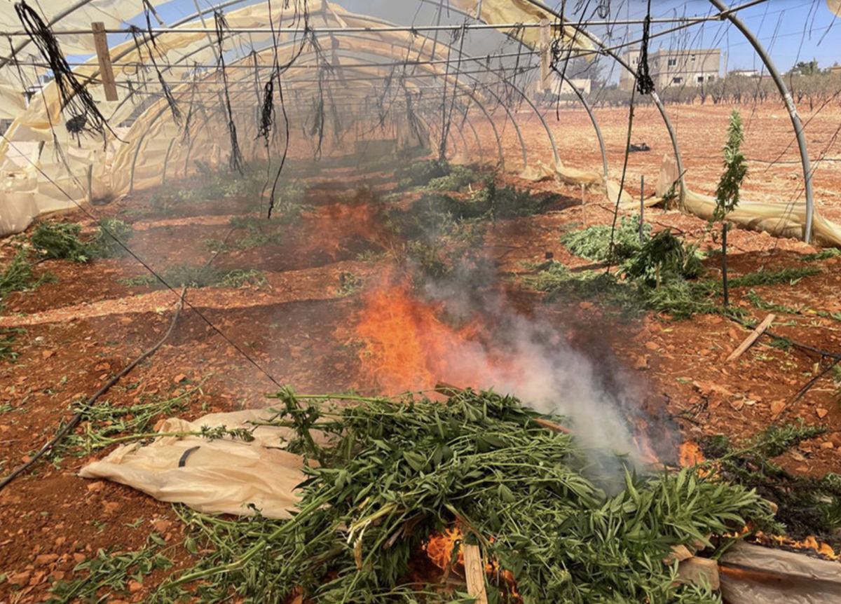 L'armée libanaise détruit à nouveau des plants de cannabis dans la région de Baalbeck