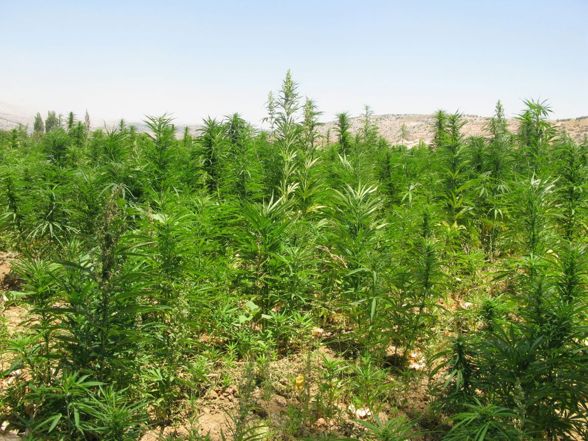Saisie record, opérations spectaculaires... La lutte antidrogue sur le devant de la scène au Liban