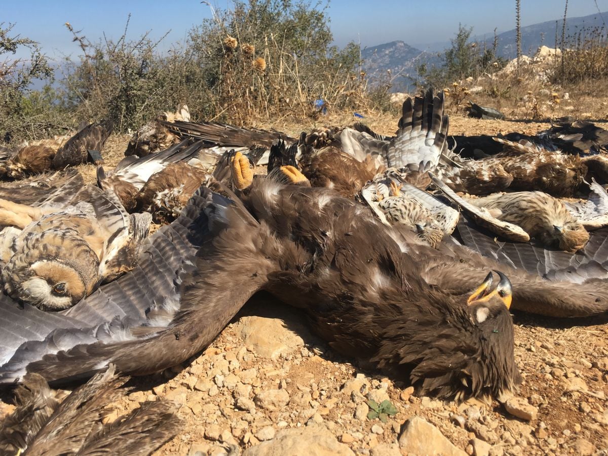 Le braconnage d'oiseaux migrateurs persiste au Liban
