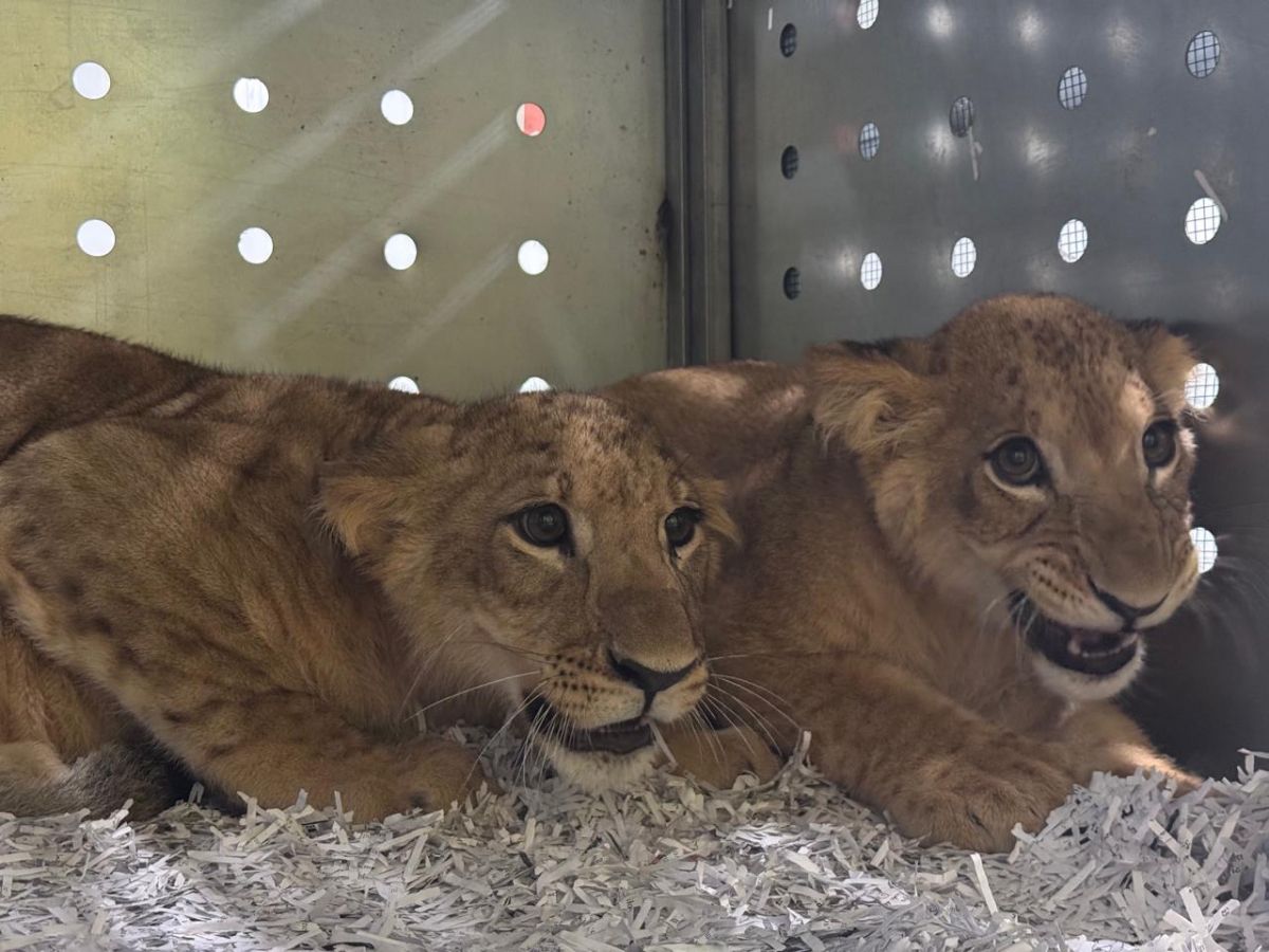 Transfert de deux lionceaux par Animals Lebanon dans un sanctuaire en Afrique du Sud