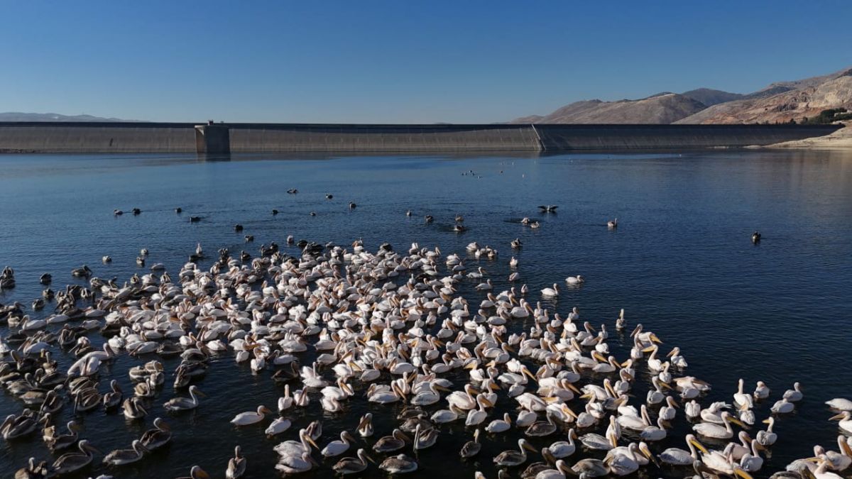 Le Qaraoun comme vous ne l’avez jamais vu : des centaines de pélicans sur l’eau