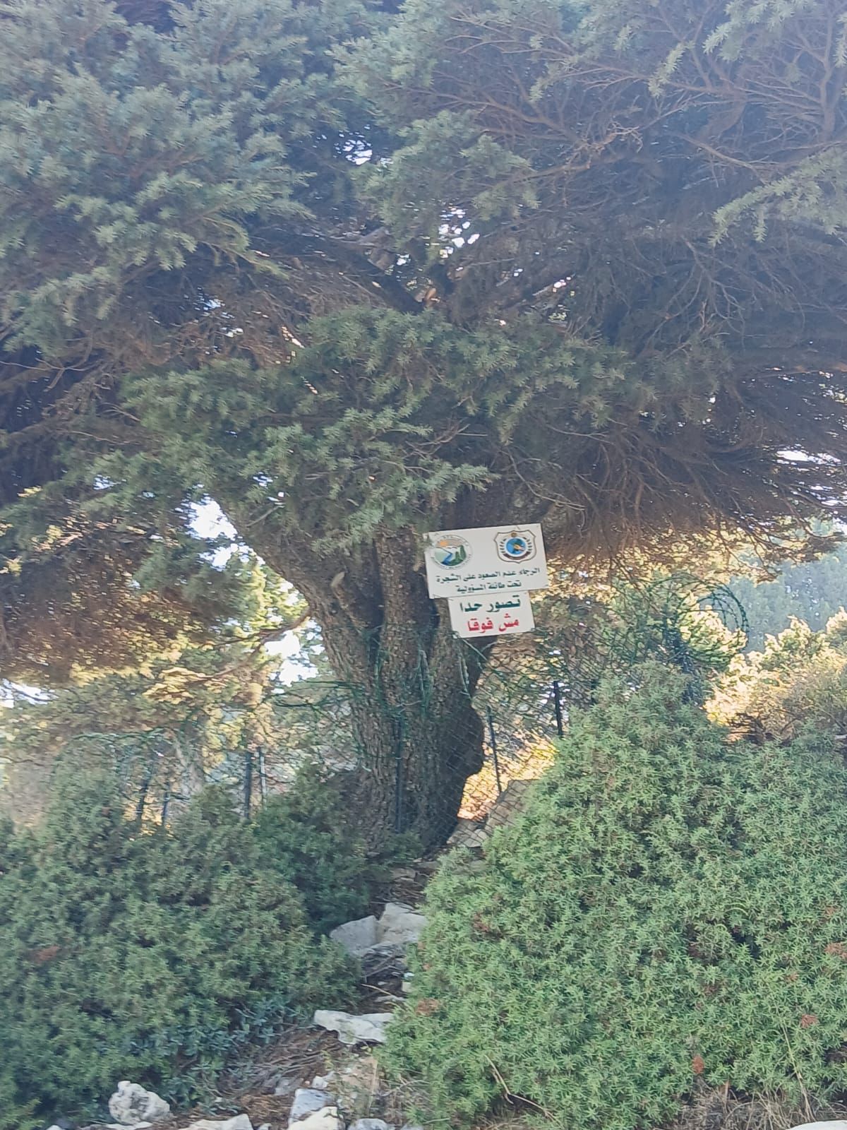 Des mesures prises dans le Akkar pour protéger un cèdre... des influenceurs