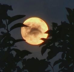 La lune du castor vue depuis le nord du Liban. Photo Michel Hallak/L'Orient-Le Jour