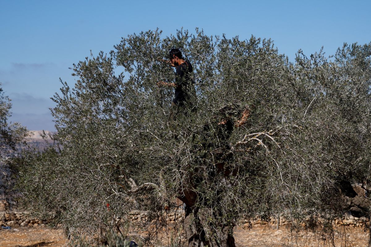 La récolte des olives marquée par un pic de violence des colons israéliens inédit depuis cinq ans