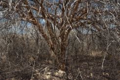 La Caatinga, biome singulier du Sertão, se couvre à la saison sèche d’un réseau d’épines et de branches blanches, transformant le paysage en forêt aride. Photo Fred Jordão