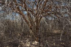 The Caatinga, a unique biome of the Sertão, becomes covered during the dry season with a network of thorns and white branches, transforming the landscape into an arid forest. Photo Fred Jordão