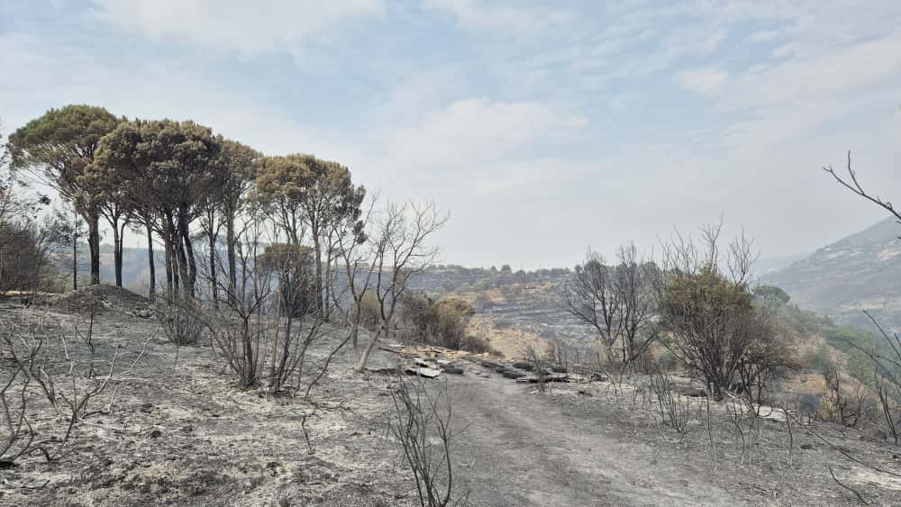 Du Akkar au Liban-Sud, des hectares de forêt partis en fumée, la colère gronde