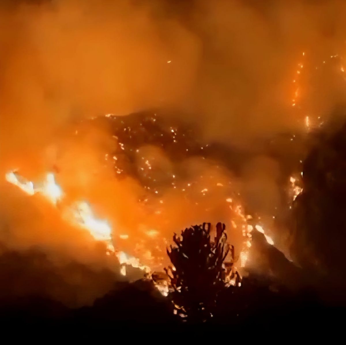Fire brought under control in Dinnieh forests