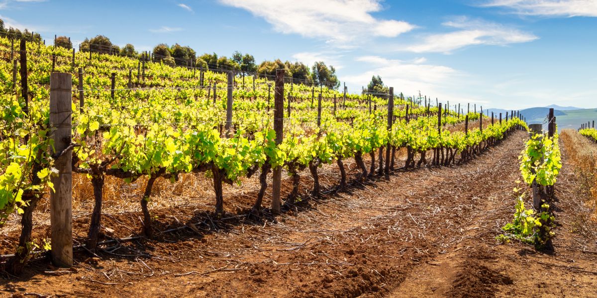 Le terroir, un facteur qui change tout ?
