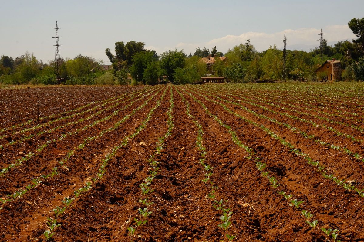 Le ministère de l'Agriculture fait le bilan de ses réformes : 80 décisions adoptées en 2025 