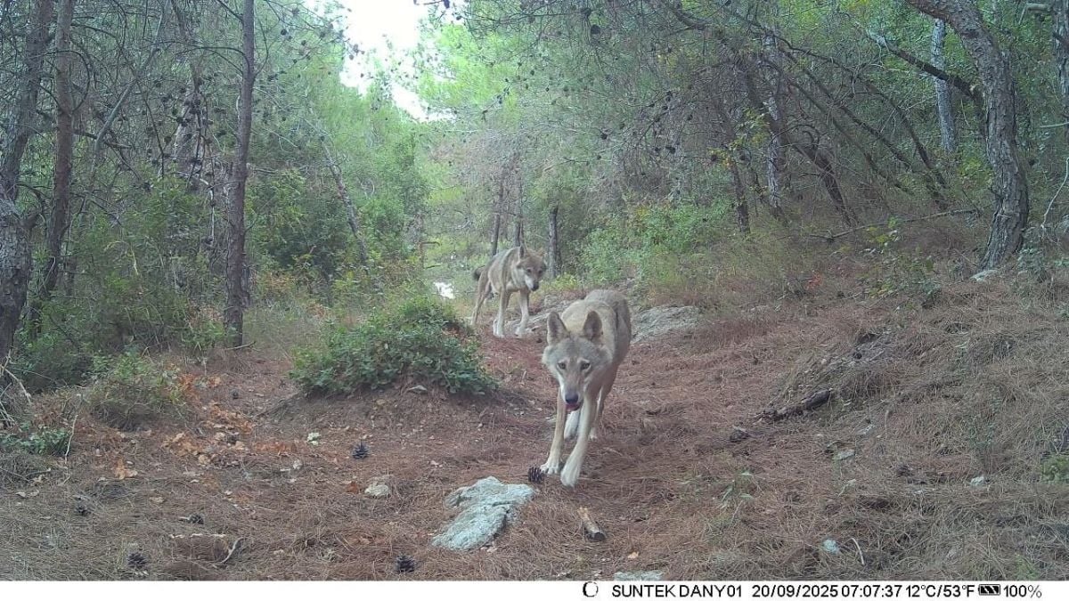 De rares photos de loups gris capturées dans le Akkar