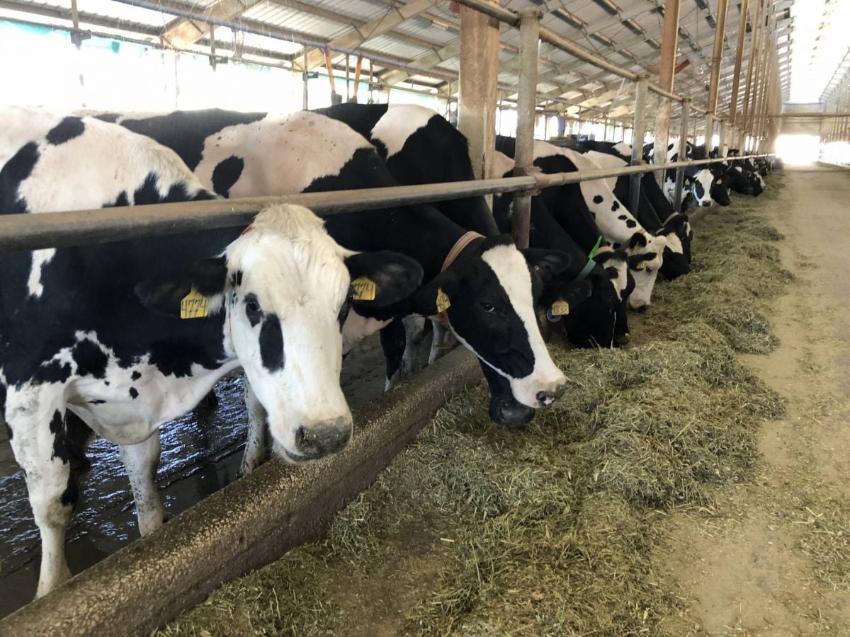 Virus introduced to Lebanon via cattle smuggling, says Agriculture Ministry