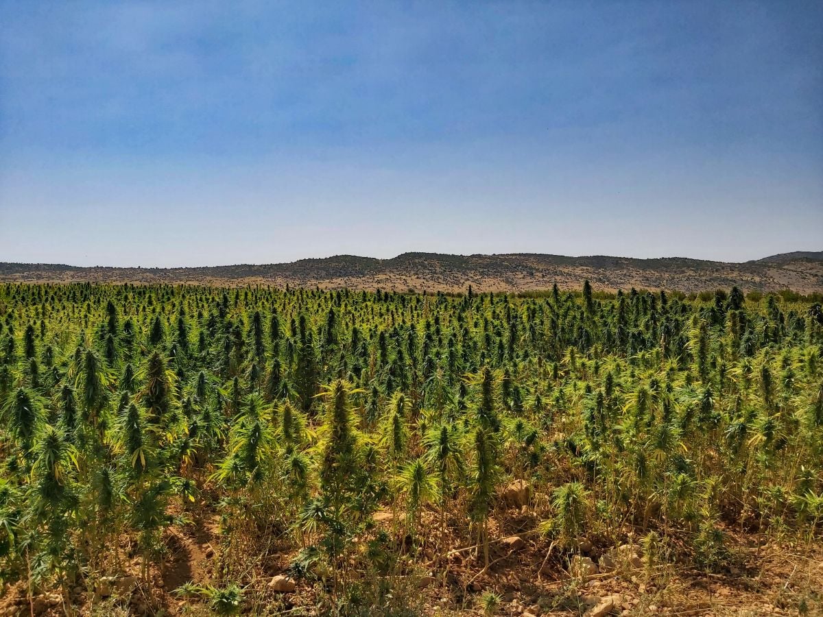 Cannabis thérapeutique : pourquoi le Liban traîne-t-il encore ?