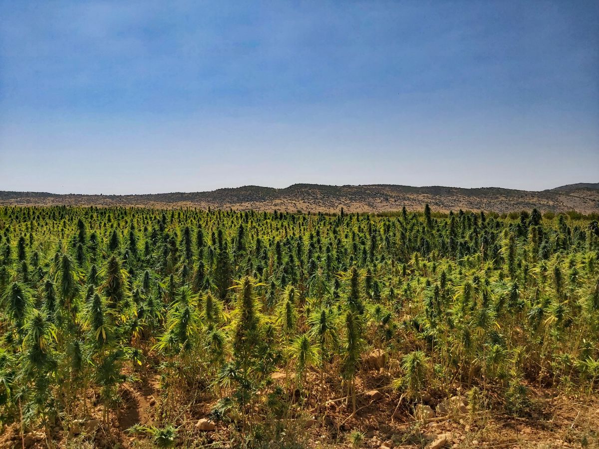 Why is Lebanon still behind on regulating medicinal cannabis?