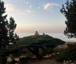 « Sieste sur le cèdre », un moment suspendu au dessus des nuages. Photo Lama Masaad