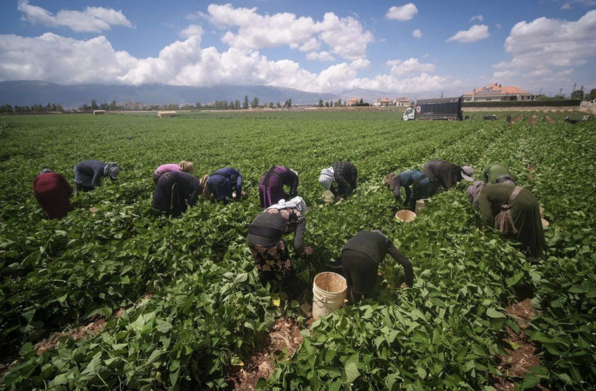 Le secteur agricole durement touché par la guerre : 22 % des surfaces cultivées endommagées, la sécurité alimentaire  « menacée »