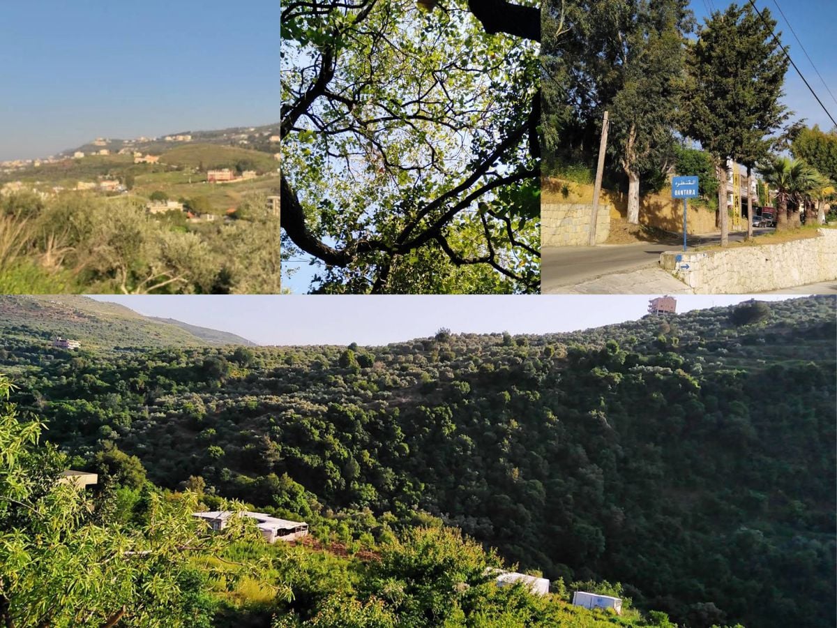 ‘It's hard to think that the house where I grew up, in Qantara, will be destroyed’
