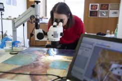 Au BeMA, une toile est recousue fil à fil sous microscope stéréo, une intervention de précision visant à restituer sa matière picturale d’origine. 
Photo avec l'aimable autorisation de BeMA