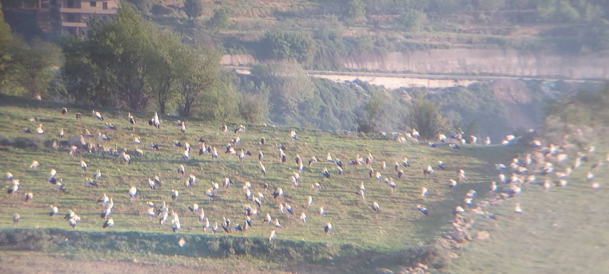 Oiseaux migrateurs au Liban : rescapés de la guerre, victimes de la chasse illégale 