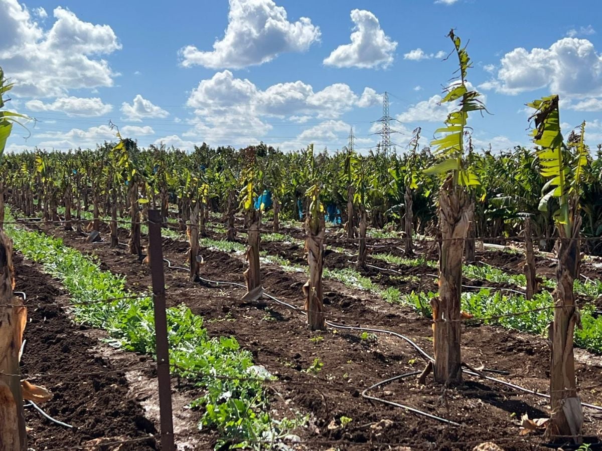 « Nous ne pouvons plus accéder à nos terres » : le cri d’alarme d’agriculteurs à Tyr