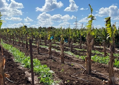 « Nous ne pouvons plus accéder à nos terres » : le cri d’alarme d’agriculteurs à Tyr