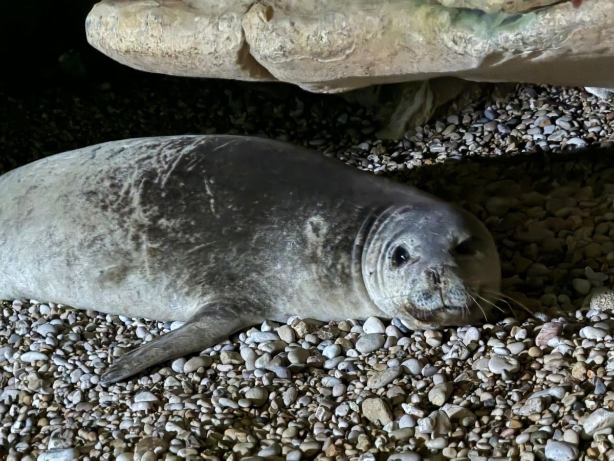 Grotte du phoque-moine : un rapport indépendant accable le projet de construction à Amchit