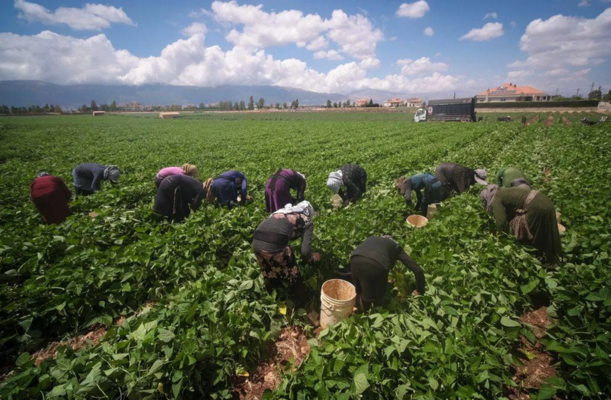 Hani lance un projet de soutien au secteur agricole, financé par l'Allemagne à hauteur de 7,5 millions d’euros