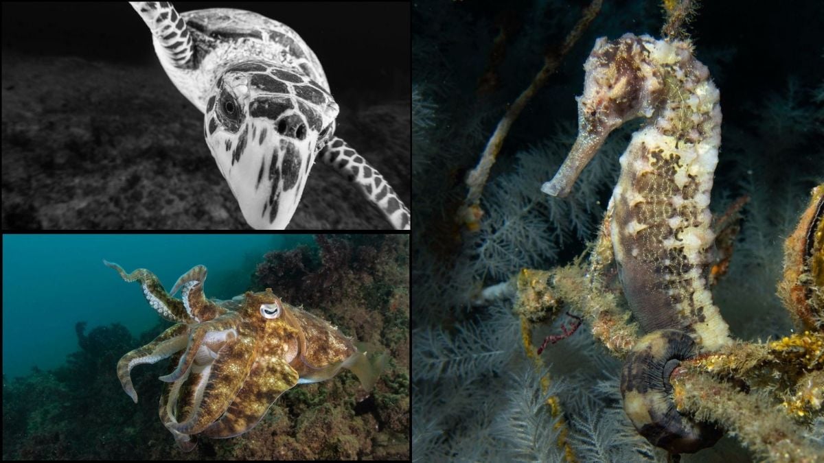 Le Libanais Samer Halwani remporte la 2e place du concours international de photographie sous-marine