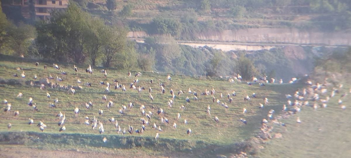 Migratory birds in Lebanon: Forced to endure war and victims of illegal hunting