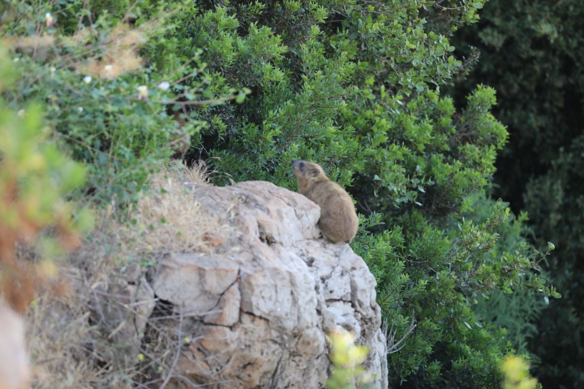 In a southern Lebanon under Israeli fire, wildlife suffers in silence