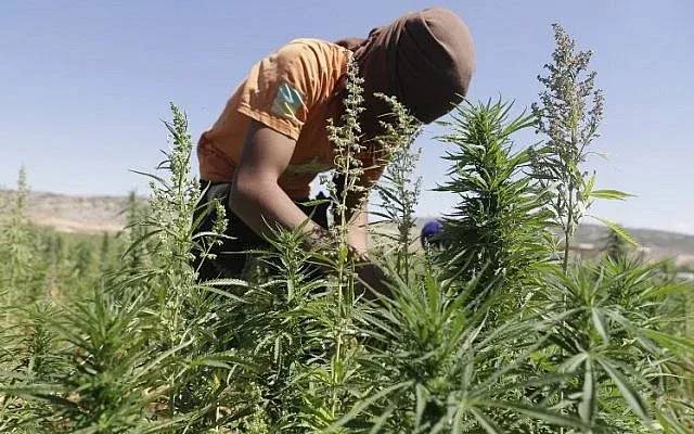 Chinese company agrees to fund first public research therapeutic cannabis laboratory