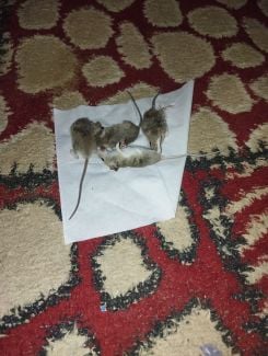 Quatre rats tués par Leila el-Jdeily, une Palestinienne de 30 ans qui vit sous une tente avec ses deux enfants à al-Zawayda, dans le centre de la bande de Gaza. Photo Leila el-Jdeily