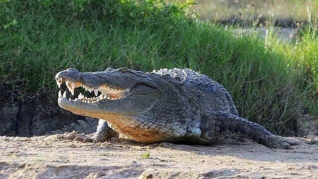 Une prison israélienne entourée de crocodiles ? Une décision de la ministre de l'Environnement pourrait faire avancer le plan de Ben Gvir