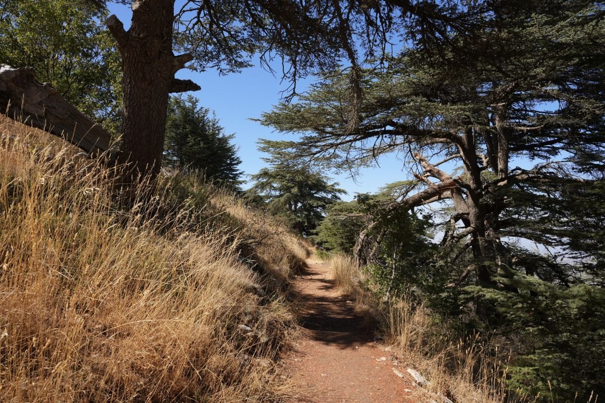 Nouvelle campagne nationale au Liban pour la gestion de la « santé des forêts »