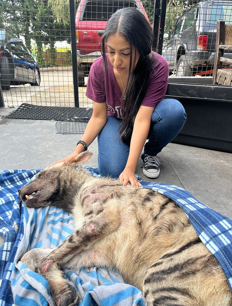 Veterinary students giving wildlife a voice