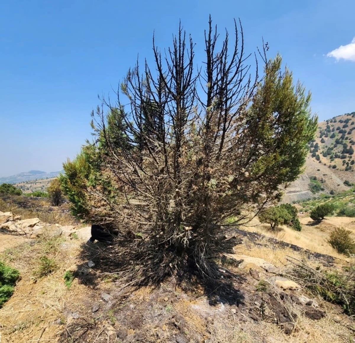 Des forêts en feu dans le Chouf et le Akkar en pleine vague de chaleur