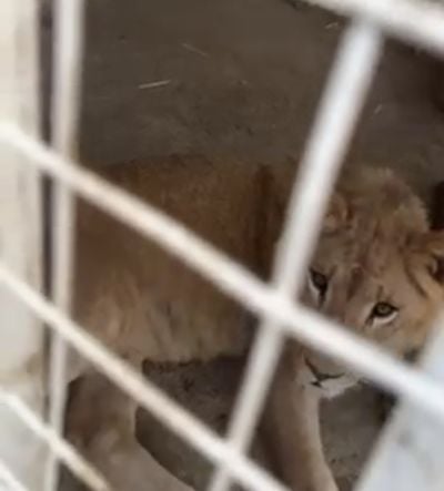 Le lionceau qui s’est brièvement échappé à Laboué placé sous tutelle judiciaire