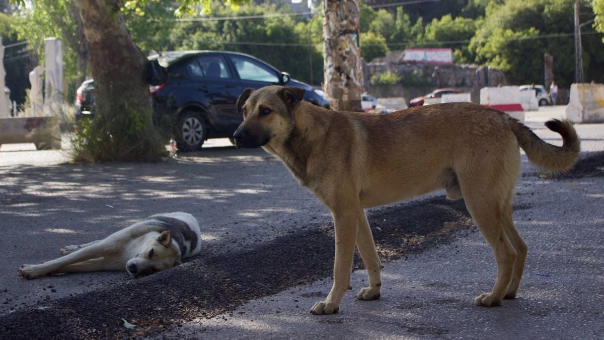Les attaques de chiens errants à Baalbeck se multiplient et inquiètent