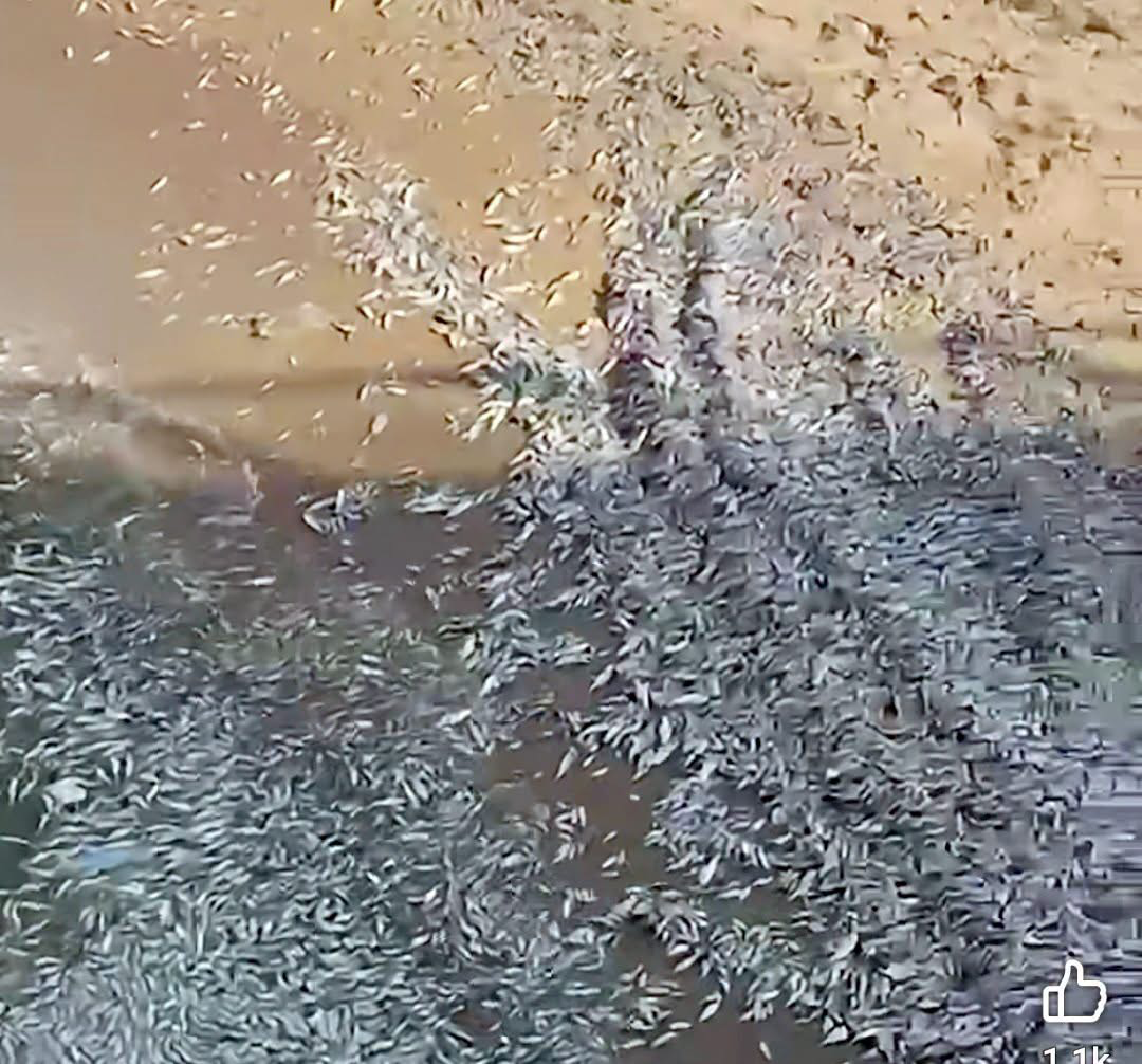 Des milliers de poissons morts sur les côtes libanaises, les techniques de pêche illicites pointées du doigt