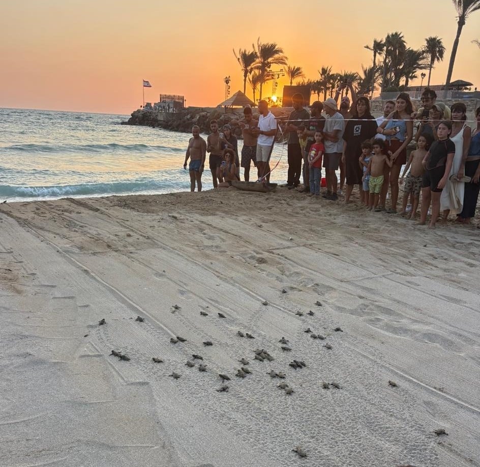 L’éclosion de tortues de mer sur une plage à Batroun provoque une vive émotion