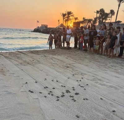 L’éclosion de tortues de mer sur une plage à Batroun provoque une vive émotion