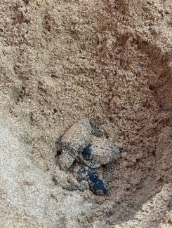 Les bébés tortues à peine visibles après l'éclosion dans leur nid, sur une plage de Batroun, le 17 août 2026. Photo fournie par Adel Assal
