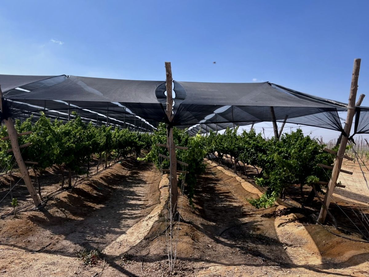 Au bord du Nil, un Château Byblos : comment des Libanais ont révolutionné le secteur viticole égyptien