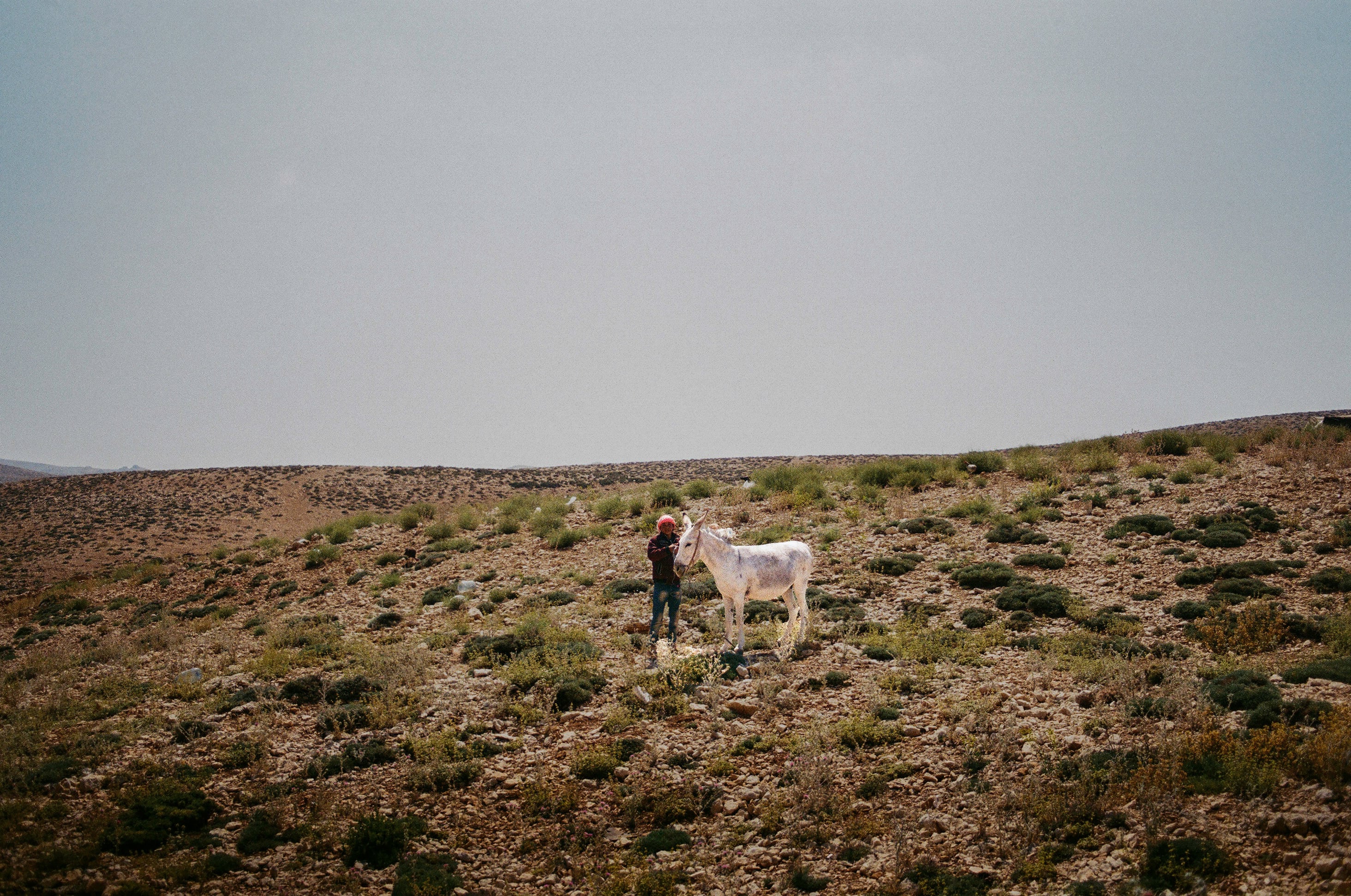 White donkey. Jurd al-Mneitra, Mount Lebanon, Lebanon, August 2019